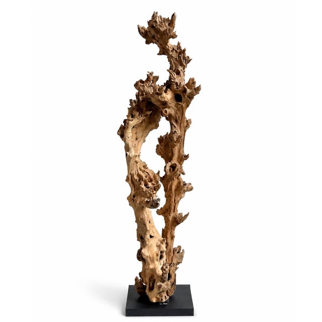 A magnificent Gamal wood sculpture, presented as a striking work of organic art, showcases the extraordinary beauty of...