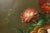 Oil Painting Botanical Still Life in Carved Wood Gold Leaf Frame Signed Heather For Sale - Image 10 of 18