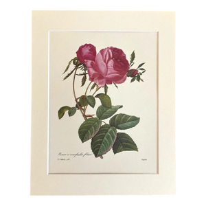 Vintage PJ Redouté Print in 11x14 Mat - "Rosier a cent-feuilles, foliacé", Roses