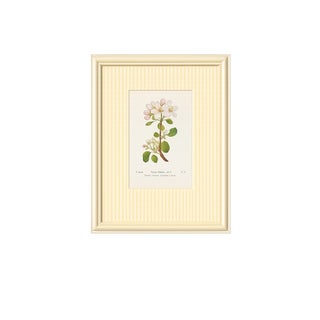 Set of Twelve Antique Alpine Botanical Chromolithographs Circa 1909 in Custom Frames. For Sale