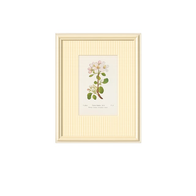 Set of Twelve Antique Alpine Botanical Chromolithographs Circa 1909 in Custom Frames. For Sale