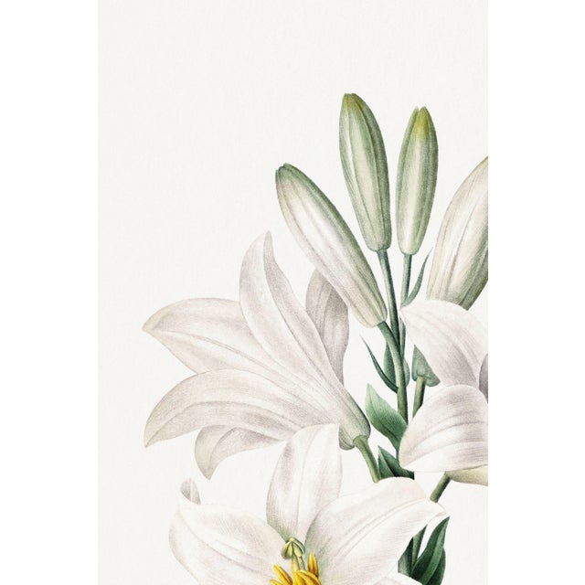 Paper Madonna Lily, Vintage Botanical Art Print Reproduction by Pierre-Joseph Redouté, 32" X 48" For Sale - Image 7 of 10