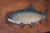 1977 Signed Carved Wood Trout Wall Sculpture, Attributed to Terry Hague For Sale - Image 15 of 18