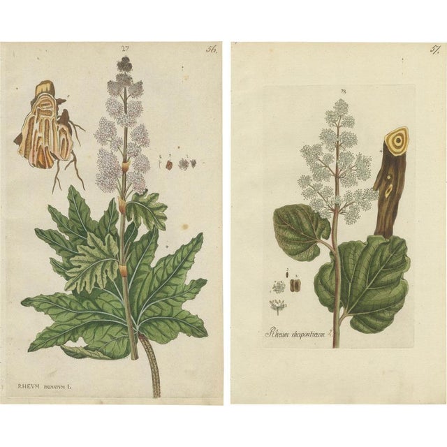 Happe, Botany Illustrations, Rheum Rhapontieum & Rheum Palmatum, Prints, Set of 2 For Sale - Image 6 of 6