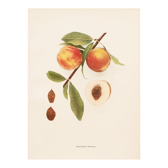 1900s U. P. Hedrick, Original Antique Photogravure of Kentucky (Nectarine) Peaches For Sale