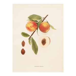 1900s U. P. Hedrick, Original Antique Photogravure of Kentucky (Nectarine) Peaches