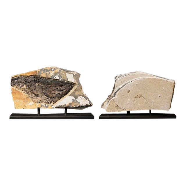 Fossil Sculpture 0329 For Sale