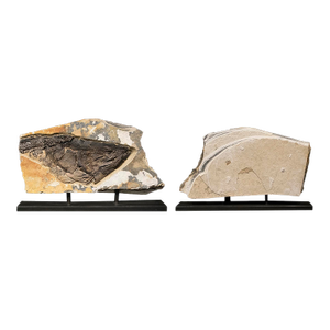 Fossil Sculpture 0329