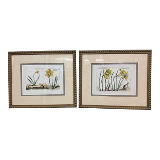 Soicher-Marin Daffodil Botanical Art Print, Pair For Sale