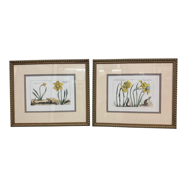 Soicher-Marin Daffodil Botanical Art Print, Pair For Sale