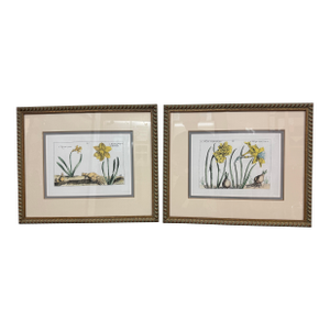 Soicher-Marin Daffodil Botanical Art Print, Pair