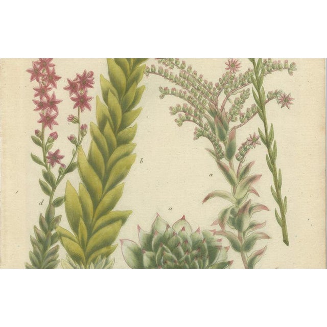 Johann Wilhelm Weinmann, Sedum and Succulent Plants, 1737, Engraving For Sale - Image 6 of 10