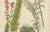 Johann Wilhelm Weinmann, Sedum and Succulent Plants, 1737, Engraving For Sale - Image 6 of 10