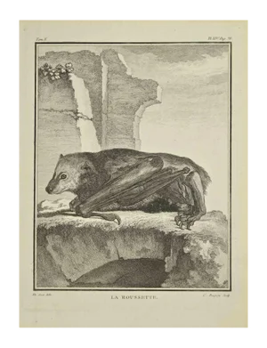Jean Charles Baquoy, La Roussette, Etching, 1771