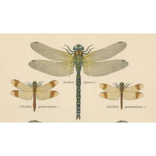 Dragonflies of Central Europe, 1908, Lithograph, Set of 3 For Sale - Image 13 of 14