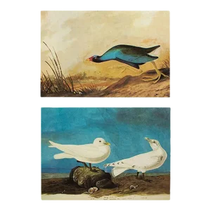 1966 Vintage Cottage Print, "Ivory Gull & Purple Gallinule" After John James Audubon