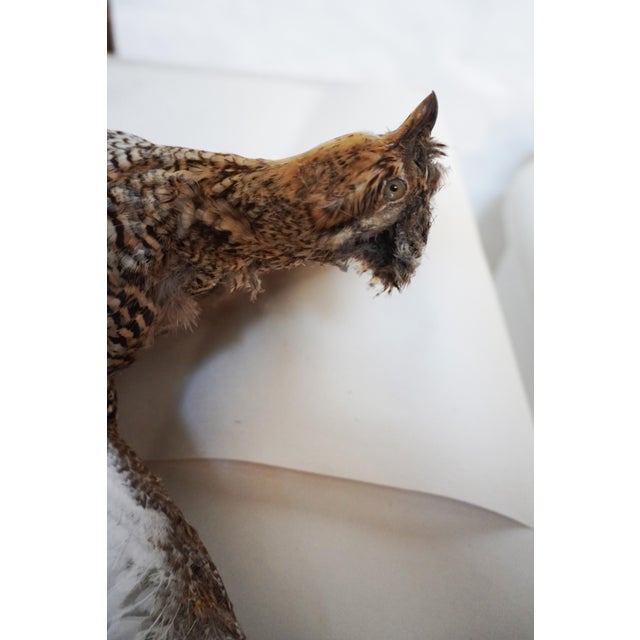 Taxidermy Pheasant Hen With Wood Accent For Sale In Los Angeles - Image 6 of 7