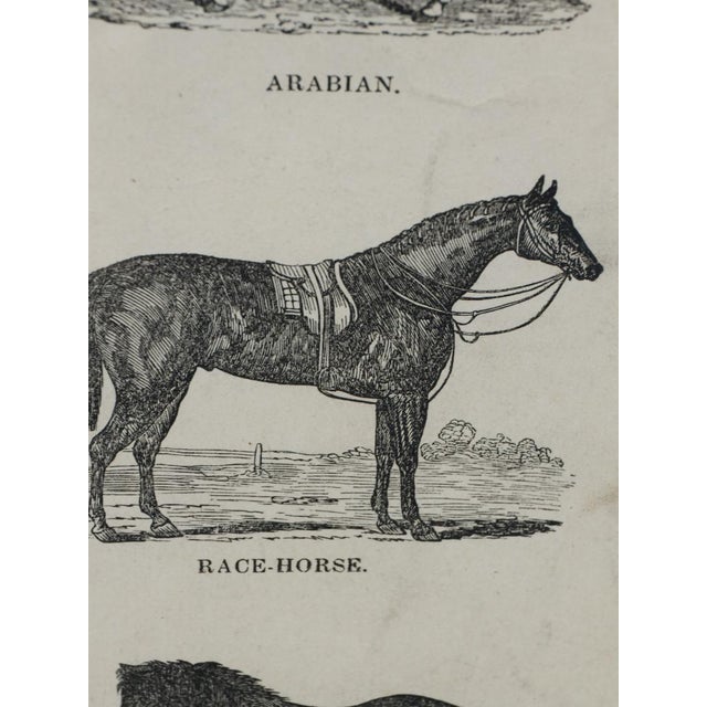 Webb & Millington, The Panorama of Horses, 1850, Engraving For Sale - Image 15 of 18