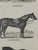 Webb & Millington, The Panorama of Horses, 1850, Engraving For Sale - Image 15 of 18