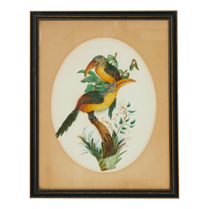 Framed Antique Watercolor of a Pair of Toucans