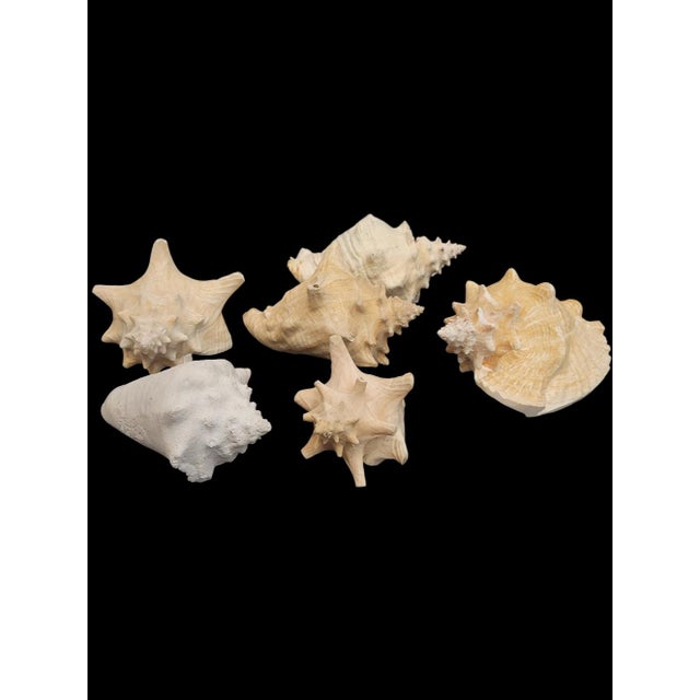 Coastal Vintage Large Coastal Genuine Natural Conch Sea Shells- Set of 6 For Sale - Image 3 of 16