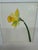 Isabel Wyatt Daylight Daffodil Original Painting, Signed For Sale - Image 9 of 12