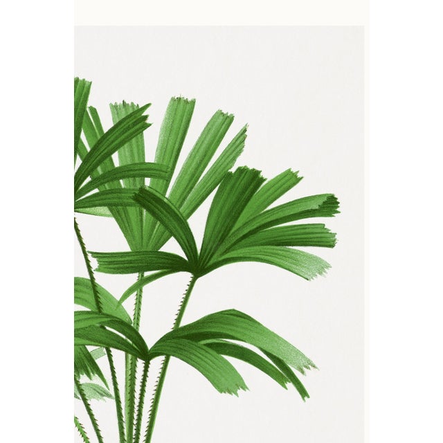 Green Royal Palm Study, Vintage Botanical Art Print Reproduction, 40" X 60" For Sale - Image 8 of 10