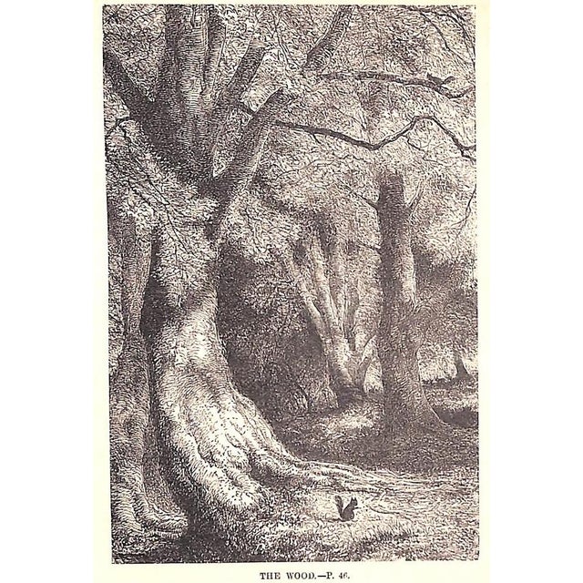 "A Tour Round My Garden" Wood, Rev. j.g. For Sale - Image 11 of 12