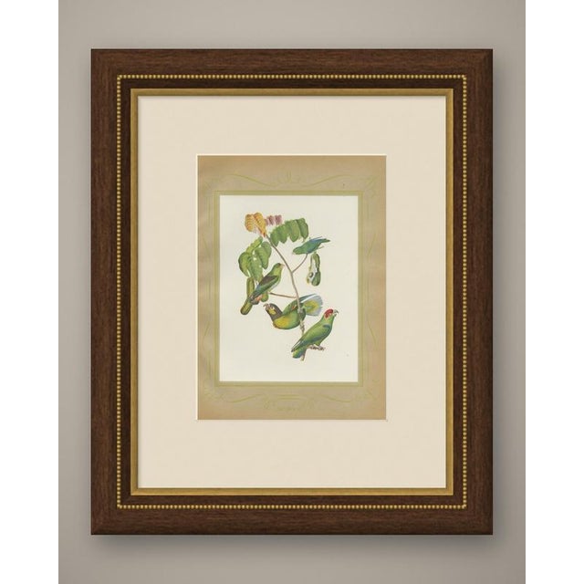 Parrotlets and small parrots print after Descourtilz, dated 1944 and issued as Estampa 11 of the Ornitologia Brasileira, a...