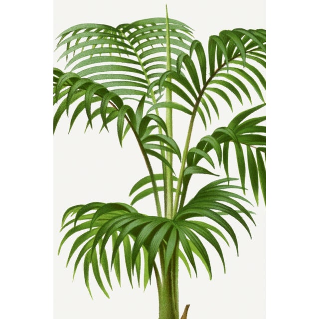 Vintage botanical artwork reproduced and refined for modern printing. Featuring elegant tropical palm foliage, intricate...