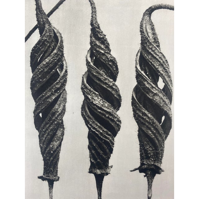 Exquisite Botanical photogravure from famed Urformen Der Kunst portfolio by Blossfeldt . Karl Blossfeldt (1865 - 1932) was...