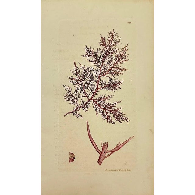 Early 19th Century James Sowerby – Set of 8 Botanical and Natural History Prints – Tortula Tortuosa For Sale - Image 4 of 9