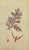 Early 19th Century James Sowerby – Set of 8 Botanical and Natural History Prints – Tortula Tortuosa For Sale - Image 4 of 9