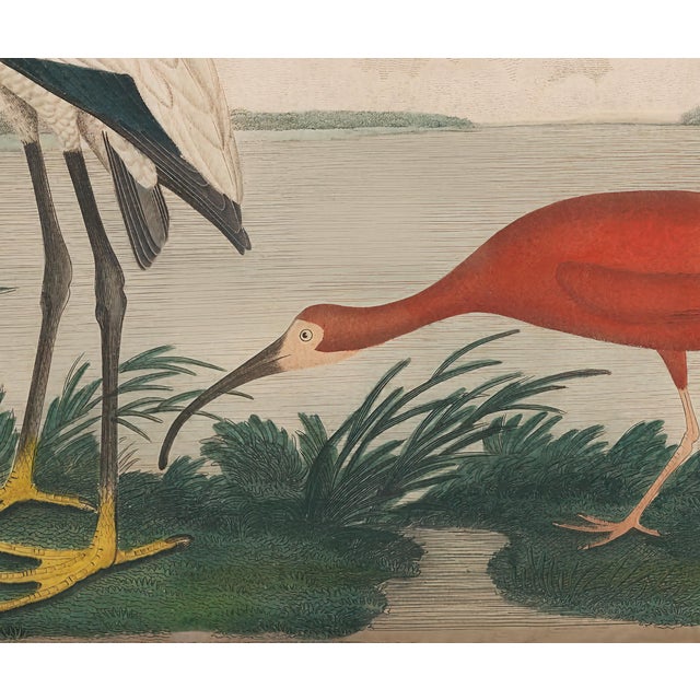 English Vintage Reproduction Flamingo Print, Large Horizontal – 30" X 24" For Sale - Image 3 of 4