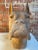 Mid-Century Modern 1980s Italian Terracotta Cane Corso Sculpture For Sale - Image 3 of 9