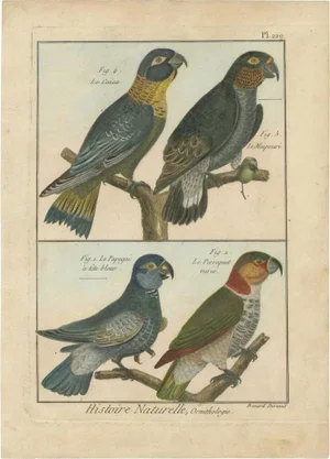 R. Bernard, 4 Parrots, 1792, Hand-Colored Copper Engraving