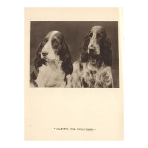 Vintage Original Cocker Spaniel Dogs Print