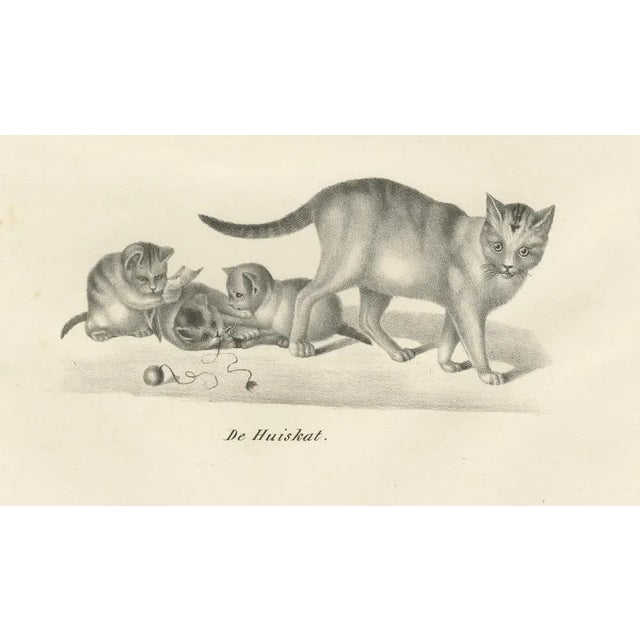 Domestic Cats, 1836, Lithograph For Sale - Image 4 of 10