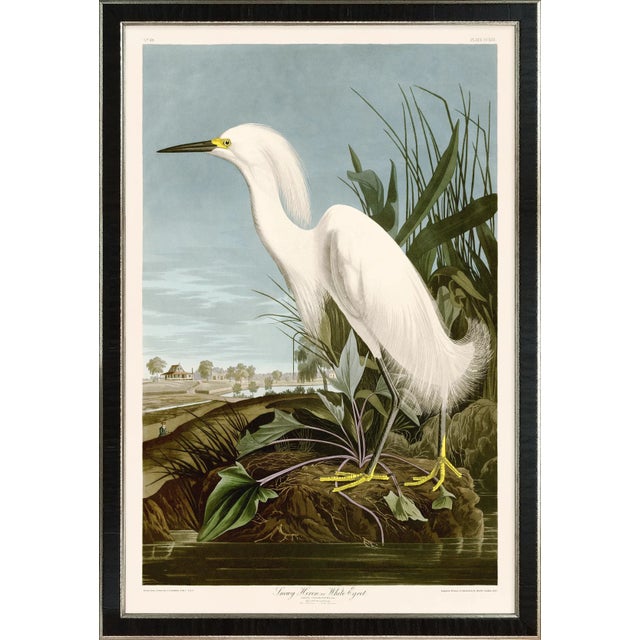 Snowy Heron Print in Black Veneer With Silver Edge Moulding, After Audubon For Sale