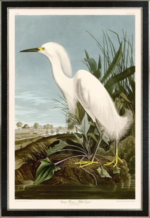 Snowy Heron Print in Black Veneer With Silver Edge Moulding, After Audubon