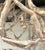 Currey & Company Currey & Company Driftwood Orb Chandelier For Sale - Image 4 of 6