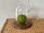 Vintage glass cloche with wood base! This sleek and simple piece would be perfect for displaying a treasured object, from...
