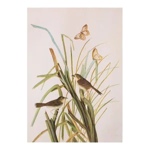 1966 Vintage Cottage Print "Seaside Sparrow" After John James Audubon