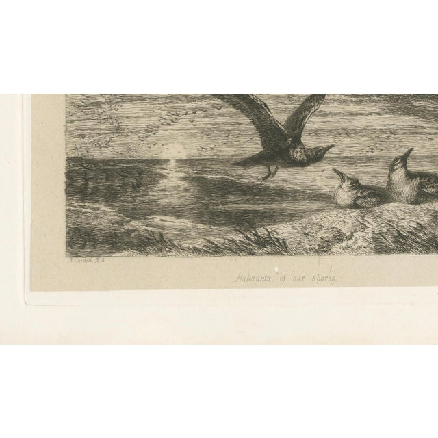 After R. Ansdell, Seagulls at Sunset on Coastal Cliffs, Etching, 1872 For Sale - Image 6 of 9