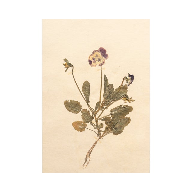 Vintage Swedish Herbarium - Viola, circa 1938