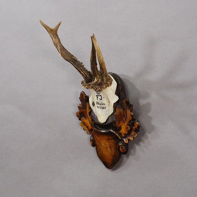 Red Deer Trophy by Franz Joseph, Prince of Thurn and Taxis, 1969 This hunting trophy features a roe deer (Capreolus...