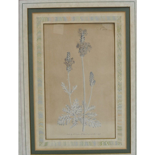 French Country Late 18th Century William Curtis Botanical Engravings, 1798, Pair in Custom Gilt Frames For Sale - Image 3 of 9