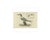 Sepp & Nozeman, Bird Illustration of the Sandwich Tern, 1829, Print For Sale - Image 3 of 7