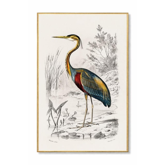 Vintage natural history artwork featuring a purple heron with refined linework and rich hand-colored detail. The...