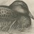 Lilian Marguerite Medland, Long-Tailed Duck, Two Figures, 1909, Print For Sale - Image 6 of 12